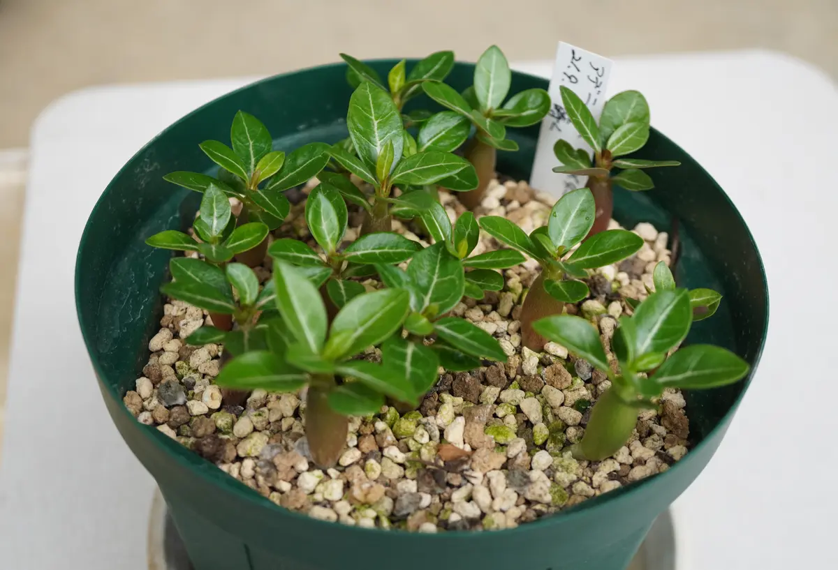 アデニウムの鉢上げ｜園芸日記by種蒔き病人｜みんなの趣味の園芸｜884411