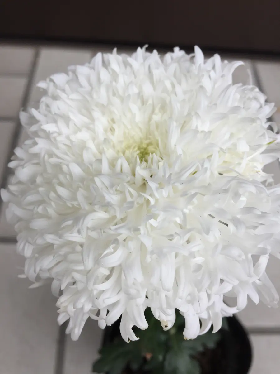 菊苗　ジジ　ガーデンマム　白　6寸鉢　美品！苗　植物