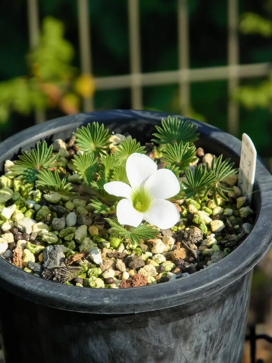 秋冬の寄せ植え｜園芸日記byuesugi｜みんなの趣味の園芸｜886468