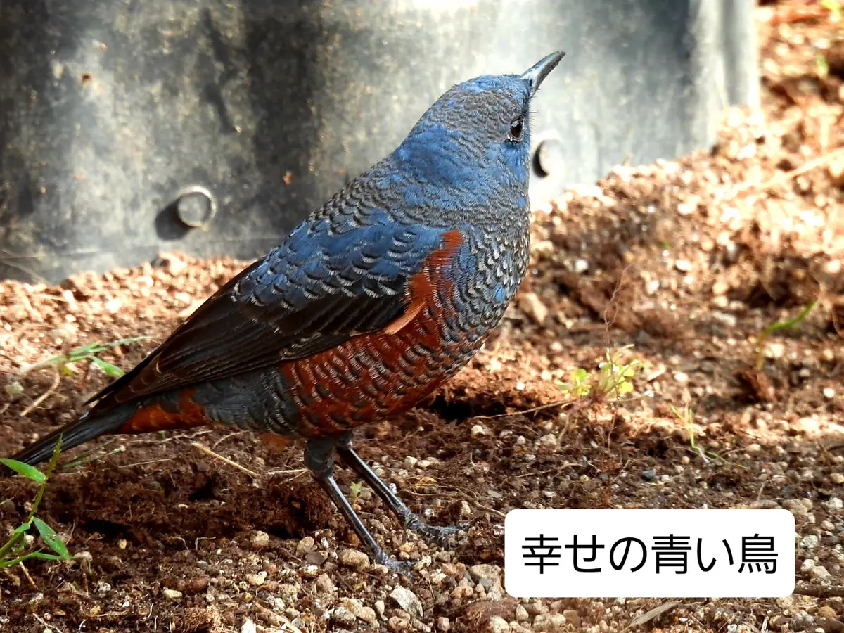 幸せの青い鳥がやってきました。｜園芸日記bymurachan｜みんなの趣味の