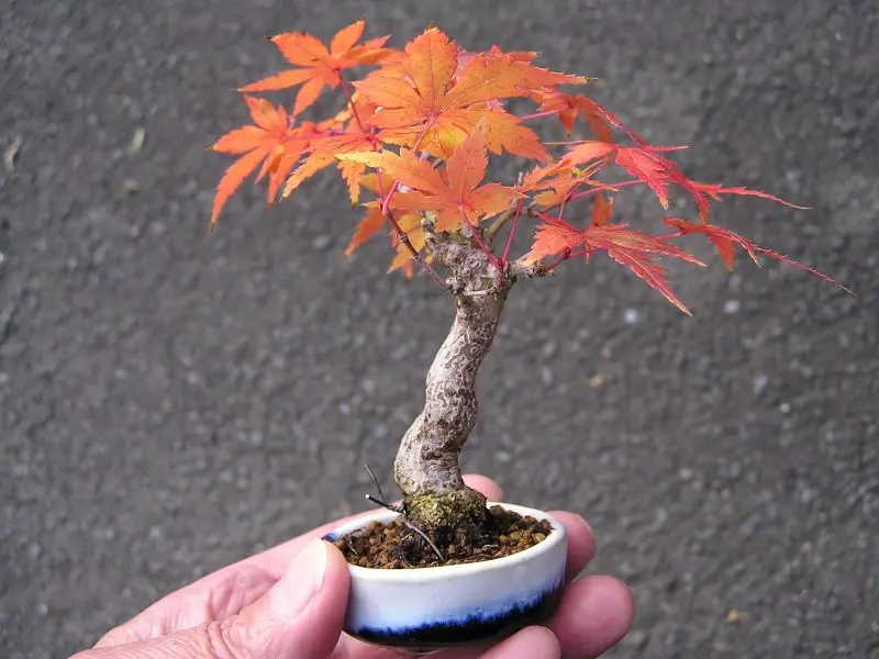 山紅葉盆栽 ミニ盆栽 樹高9.5cm ヤマモミジ ミニ紅葉 狂暴 山紅葉盆栽 ミニ盆栽 樹高9.5cm ヤマモミジ ミニ紅葉 狂暴