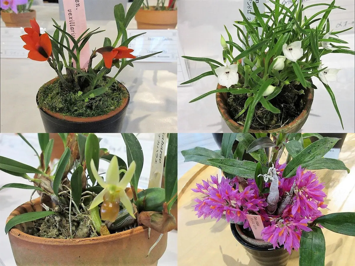 昭和記念公園 JOGAらん展 その7｜園芸日記byレプト｜みんなの趣味の