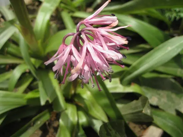 山野草。｜園芸日記byhayachan｜みんなの趣味の園芸｜88794