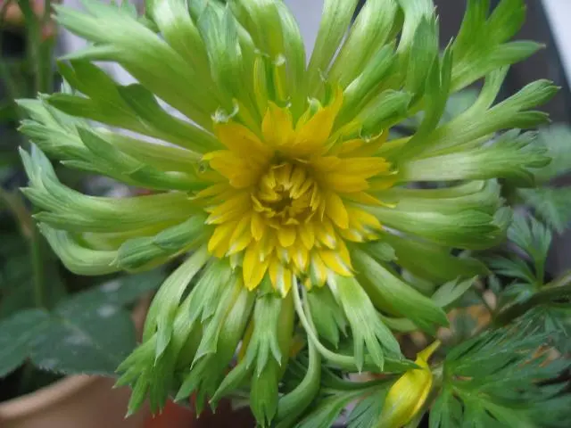 山野草。｜園芸日記byhayachan｜みんなの趣味の園芸｜88794