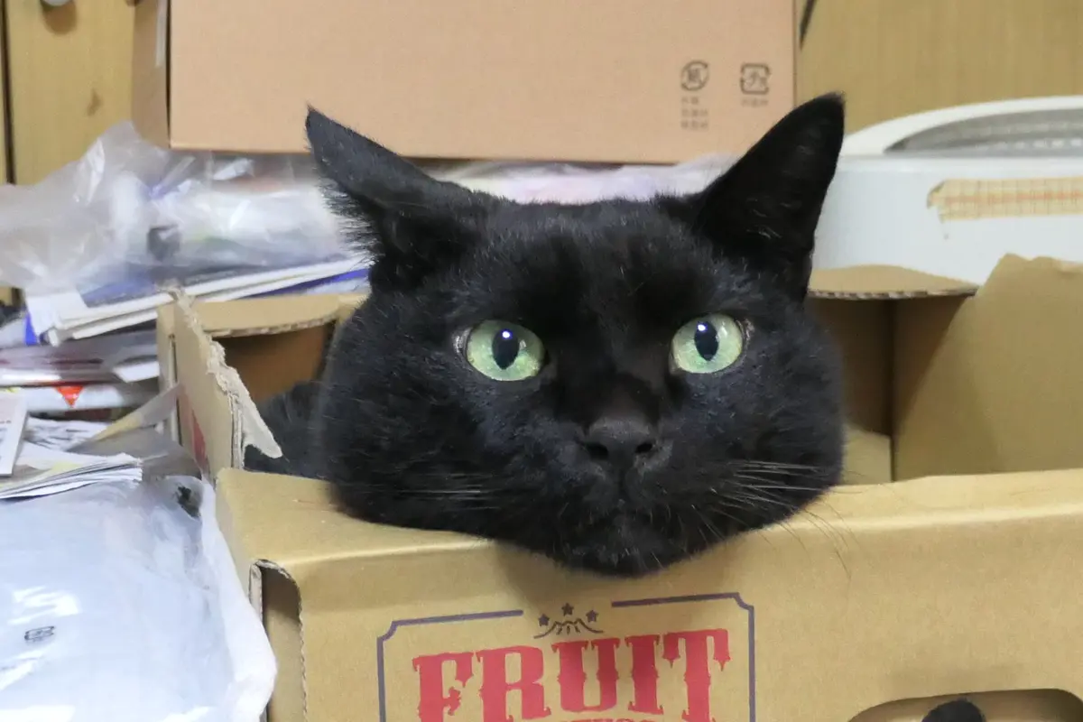 黒猫のクーちゃん｜園芸日記by金太郎ちゃん｜みんなの趣味の園芸｜888093