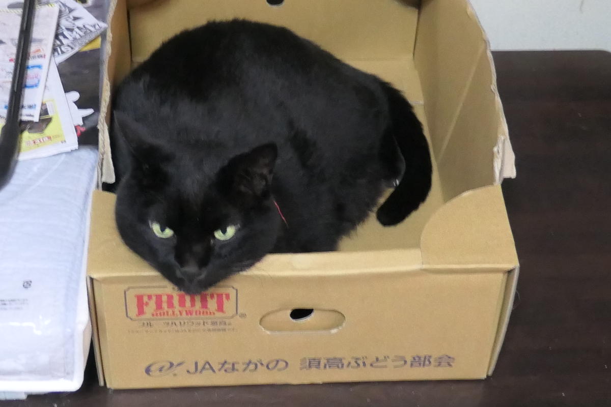 黒猫のクーちゃん｜園芸日記by金太郎ちゃん｜みんなの趣味の園芸｜888093