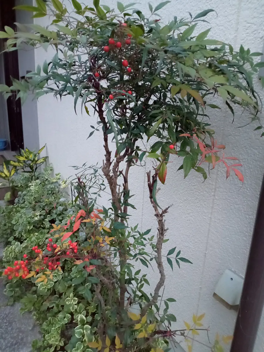 南天の実のような 赤い紅をさすわ｜園芸日記byごつむし｜みんなの趣味