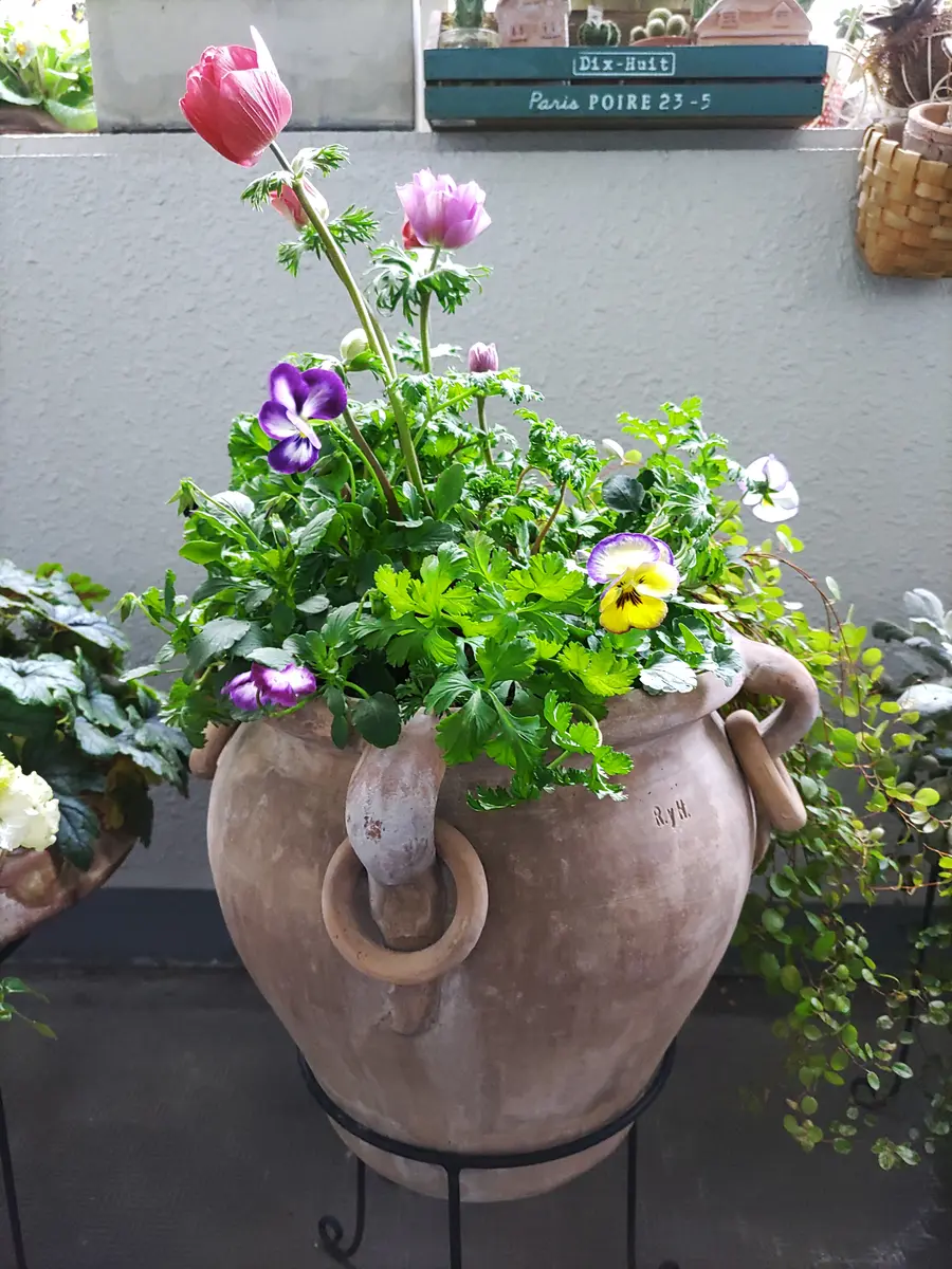 アネモネとパンジーの寄せ植え♪｜園芸日記bypianonmama｜みんなの趣味