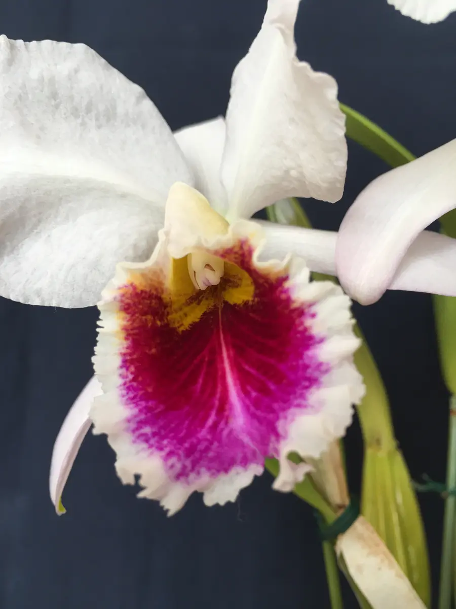 C. percivaliana f. aurea ' Georgina ' OG 花