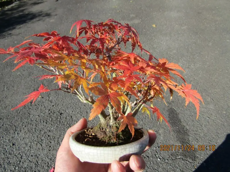 小品盆栽・もみじの紅葉｜園芸日記byたっちゃん｜みんなの趣味の園芸