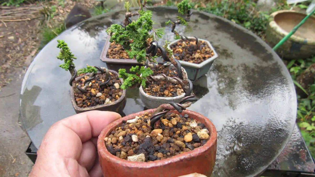 石化ヒノキと真柏に針金かけ｜園芸日記byshinji70｜みんなの趣味の園芸