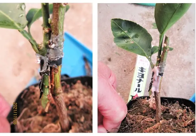 台木『サイパンレモン』の挿木苗に『スダチ』を接木すると？｜園芸日記