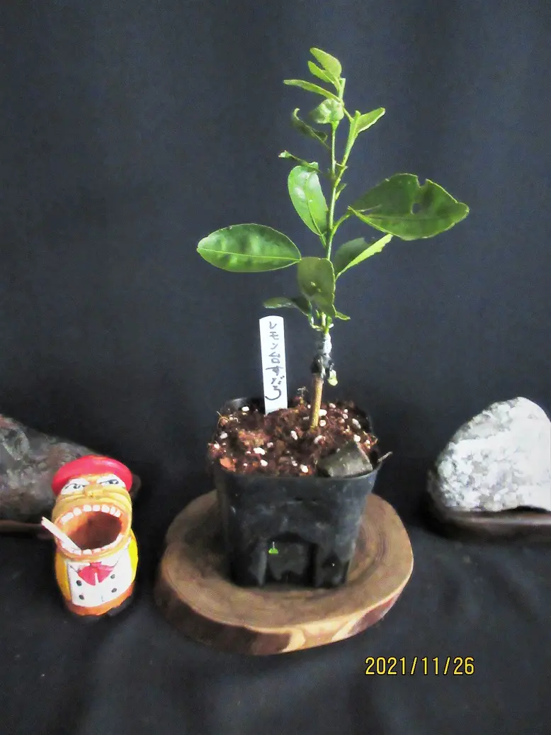 台木『サイパンレモン』の挿木苗に『スダチ』を接木すると？｜園芸日記