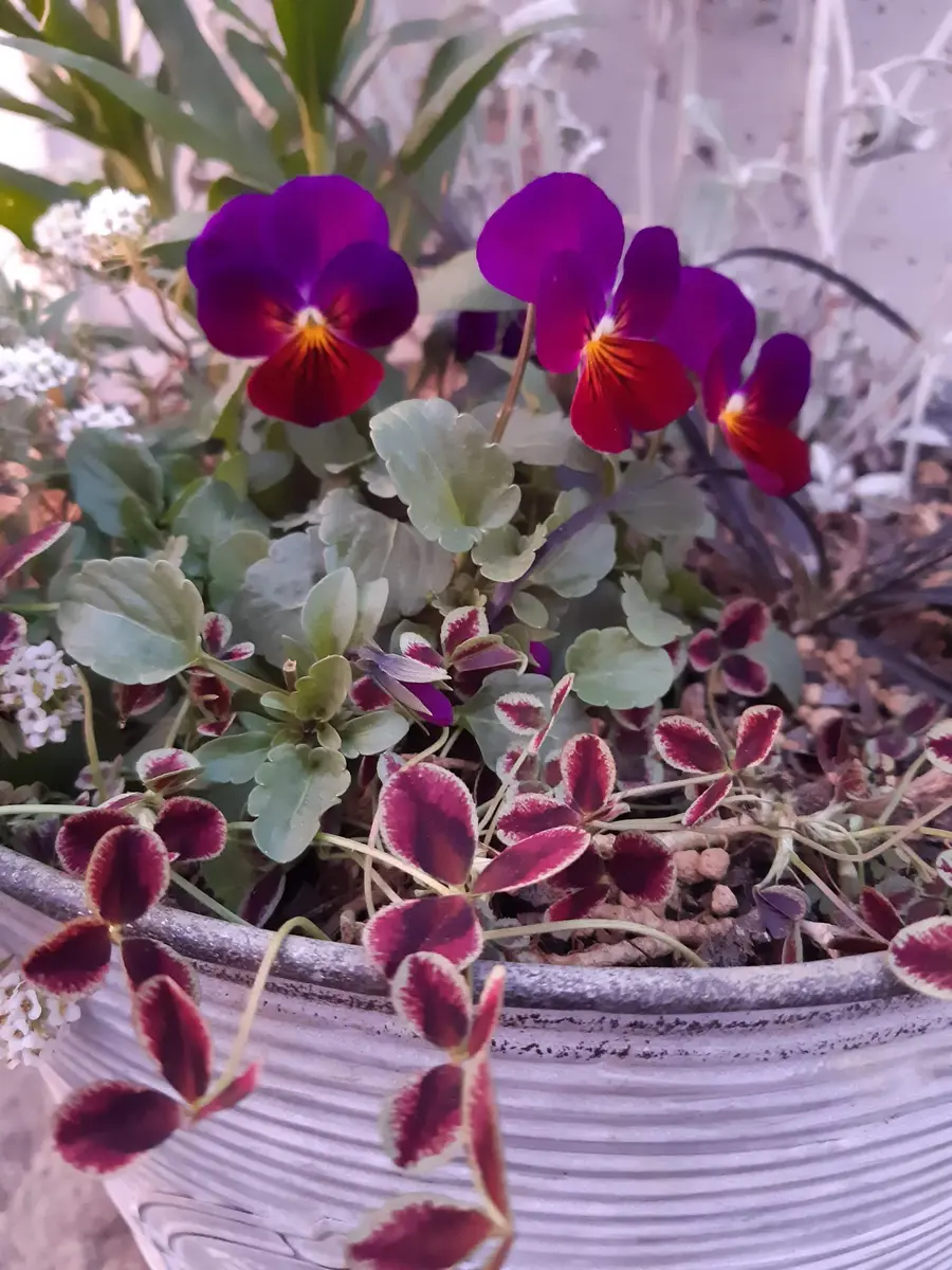 ビオラ寄せ植えとバコパ🧺｜園芸日記bySみん｜みんなの趣味の園芸｜890427