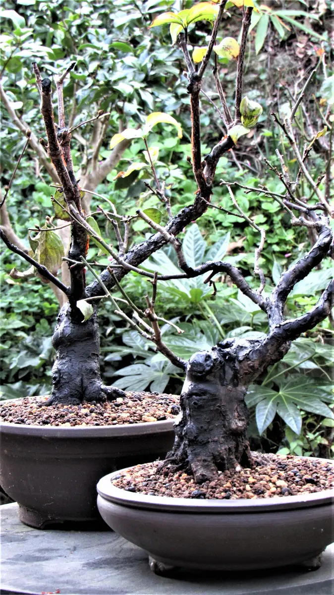 サンシュユ [株立ち木] 中品盆栽 サンシュユ [株立ち木] 中品盆栽