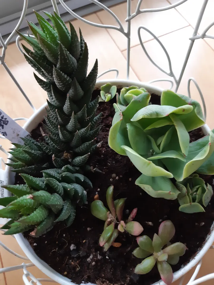 多肉植物の寄せ植え|園芸日記byひろガーデン|みんなの趣味の 多肉植物の寄せ植え|園芸日記byひろガーデン|みんなの趣味の