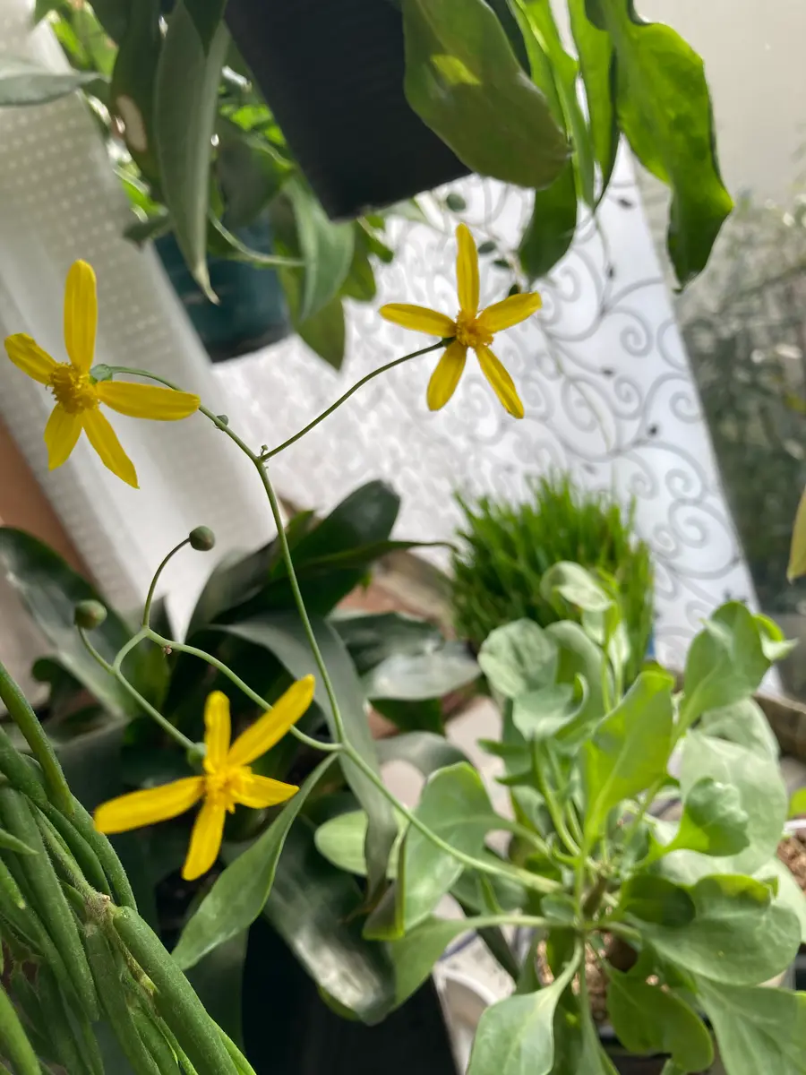 オトンナの日記一覧|もふ.さんの園芸日記-みんなの趣味の園芸