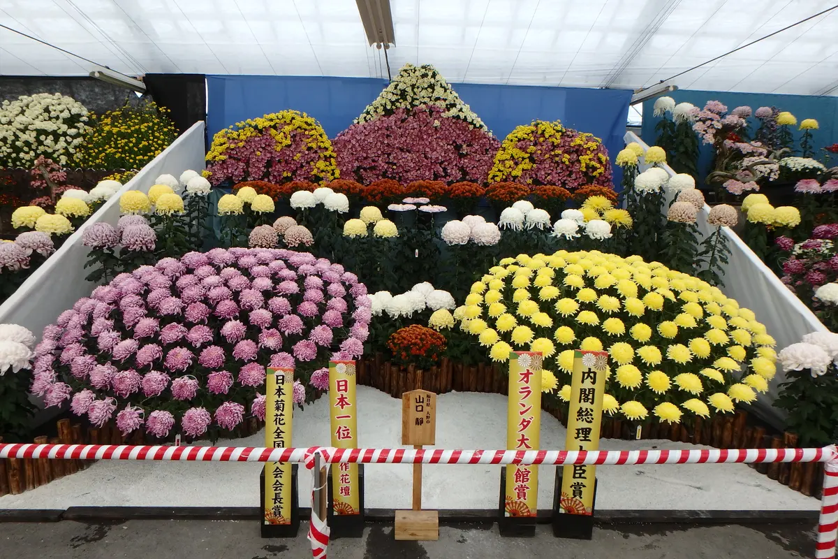 ボツ救済日記・第38回日本菊花全国大会｜園芸日記byカワモチ