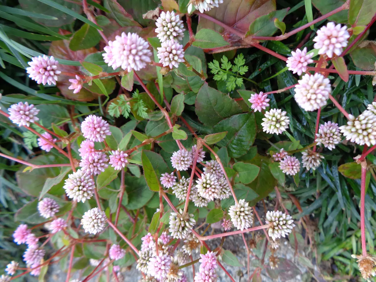 ポリゴナムの日記一覧|fuchiさんの園芸日記-みんなの趣味の園芸