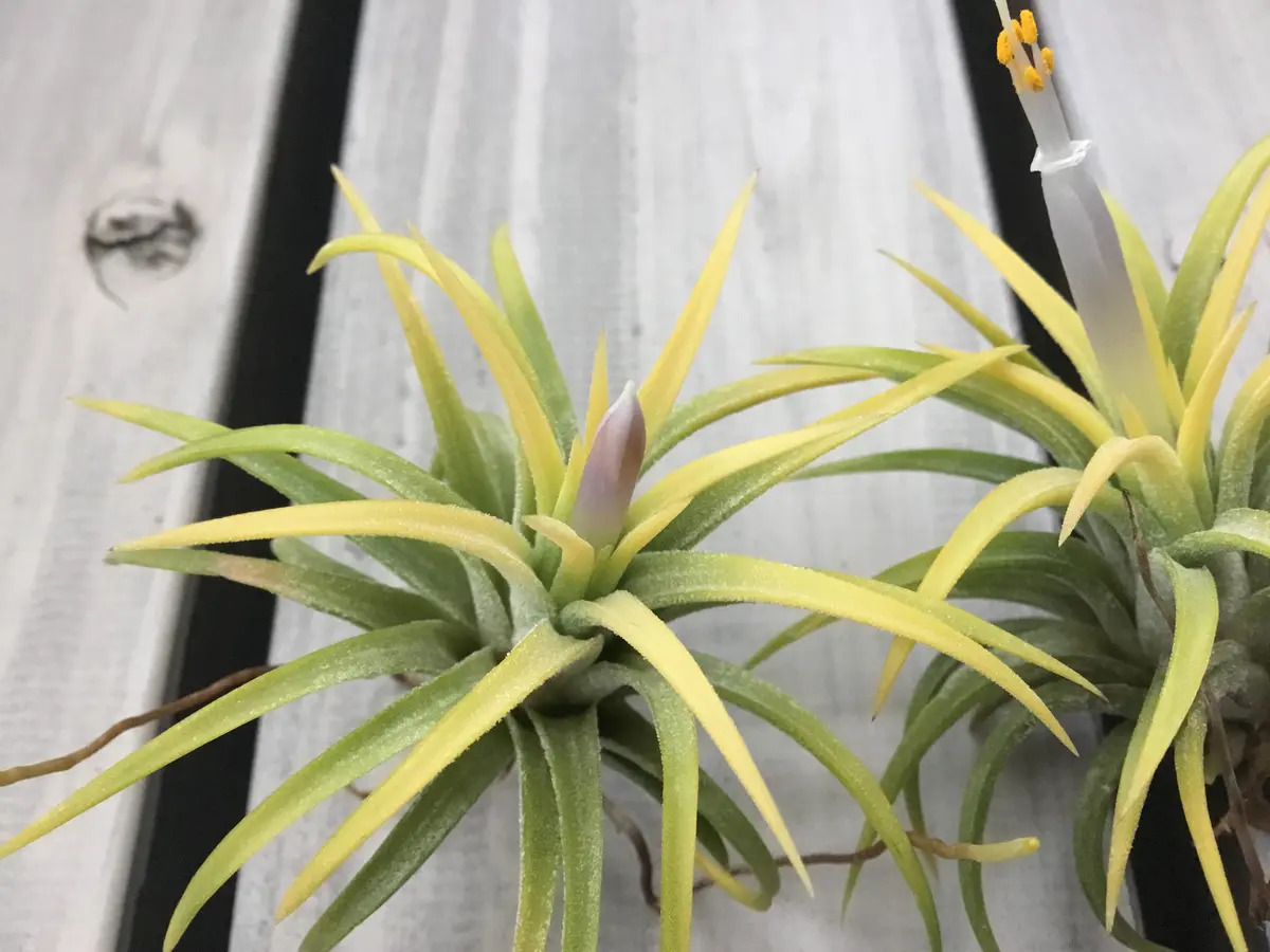 Tillandsia ionantha Blue Eyed Druid 速達発送 Tillandsia ionantha