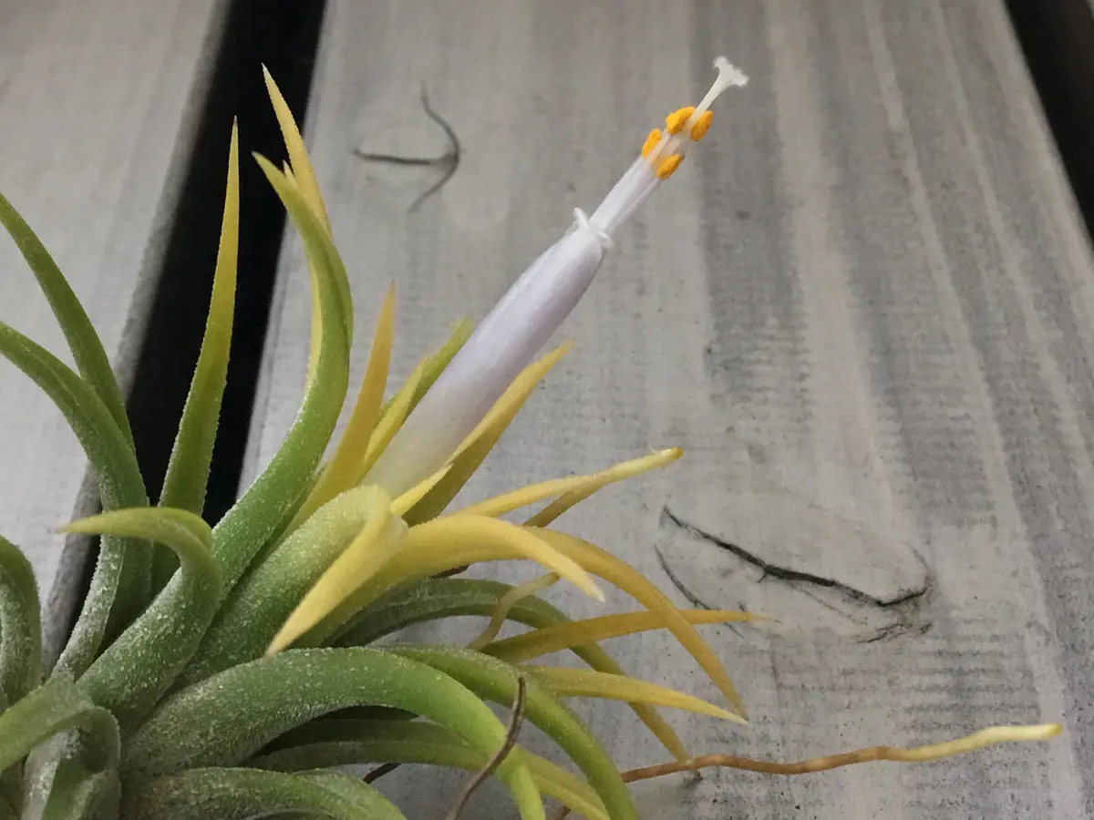 TillandsiaIonanthaBlueEyedDruid チランジア イオナンタ ブルー TillandsiaIonanthaBlueEyedDruid チランジア イオナンタ ブルー