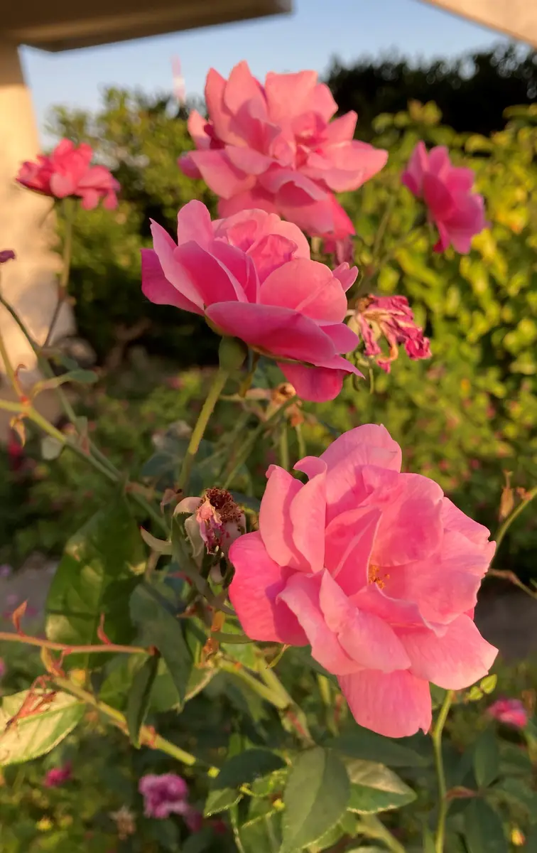 セール 海外 島バラ沖縄産 庚申薔薇こうしんばら挿し木成功ぬき苗 興味深かっ フィカス
