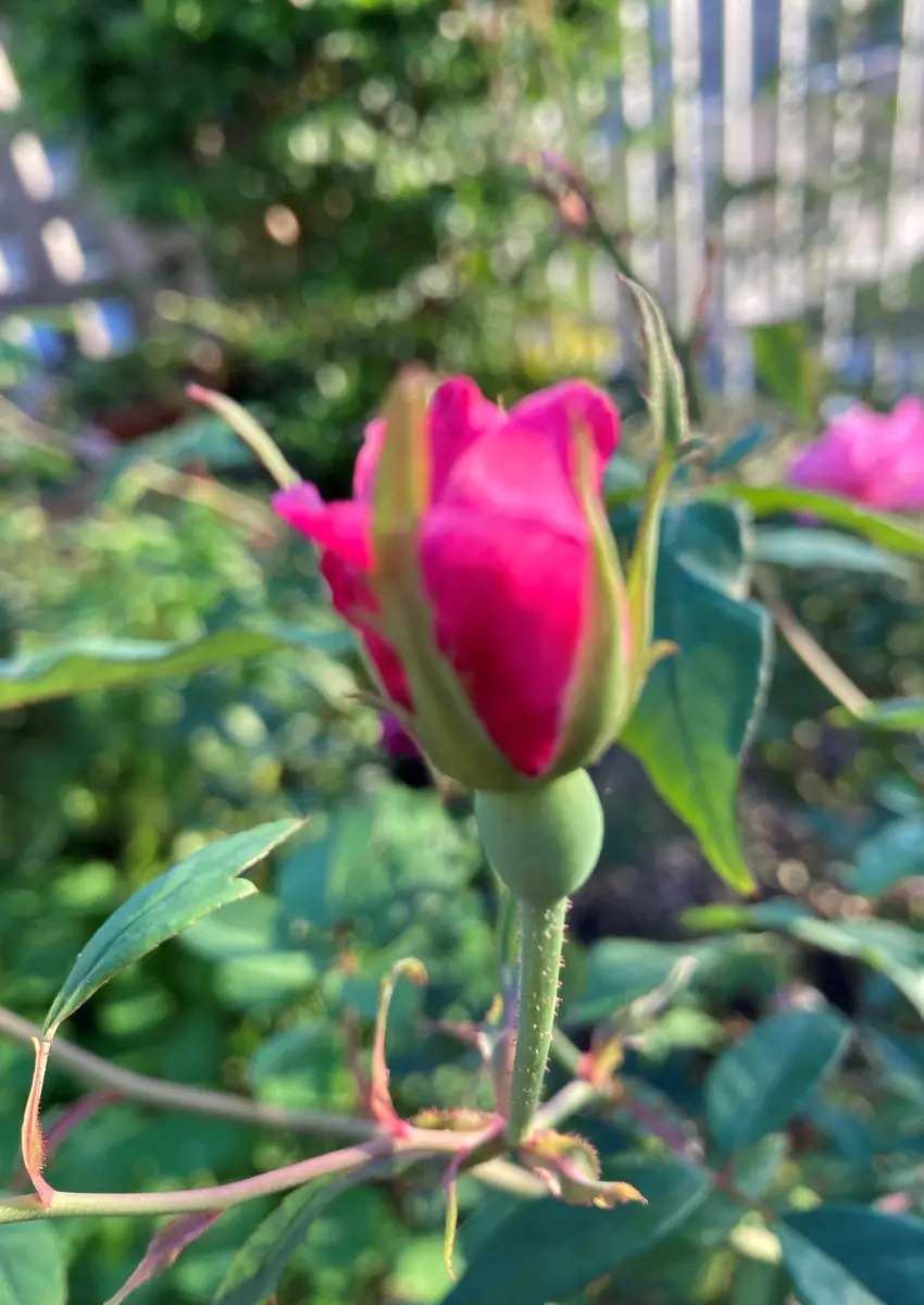 島バラ沖縄産 庚申薔薇こうしんばら挿し木成功ぬき苗 島バラ沖縄産 庚申薔薇こうしんばら挿し木成功ぬき苗