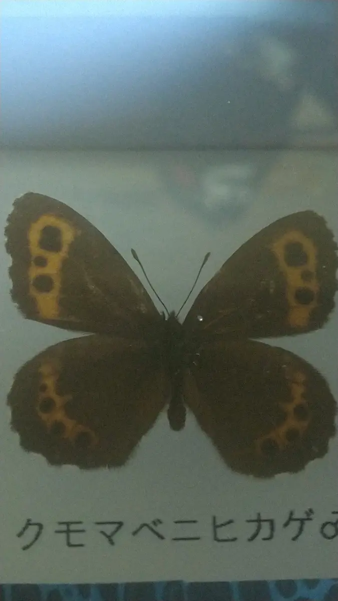 ベニヒカゲ　クモマベニヒカゲ　セット 5頭セット】クモマベニヒカゲ、タカネキマダラセセリ（岐阜県産