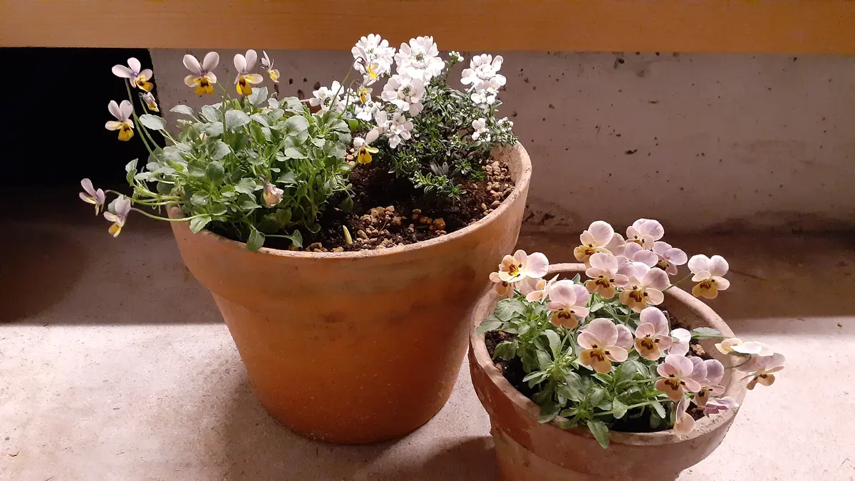 66☆沢山チューリップも咲いて☆ギッシリ詰まった☆大きい寄せ植えの鉢