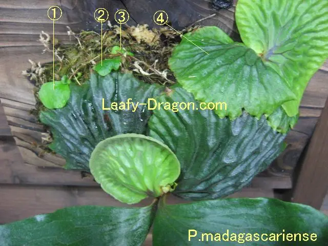 ビカクシダP.madagascarienseのPUPS(子株）｜園芸日記byLeafy-Dragon