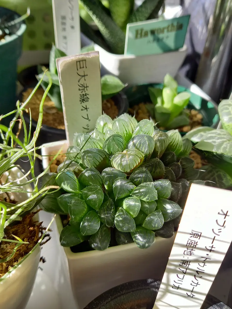 光✴️輝く ハオルチア‼️|園芸日記byyonemura|みんなの趣味の 光✴️輝く ハオルチア‼️|園芸日記byyonemura|みんなの趣味の