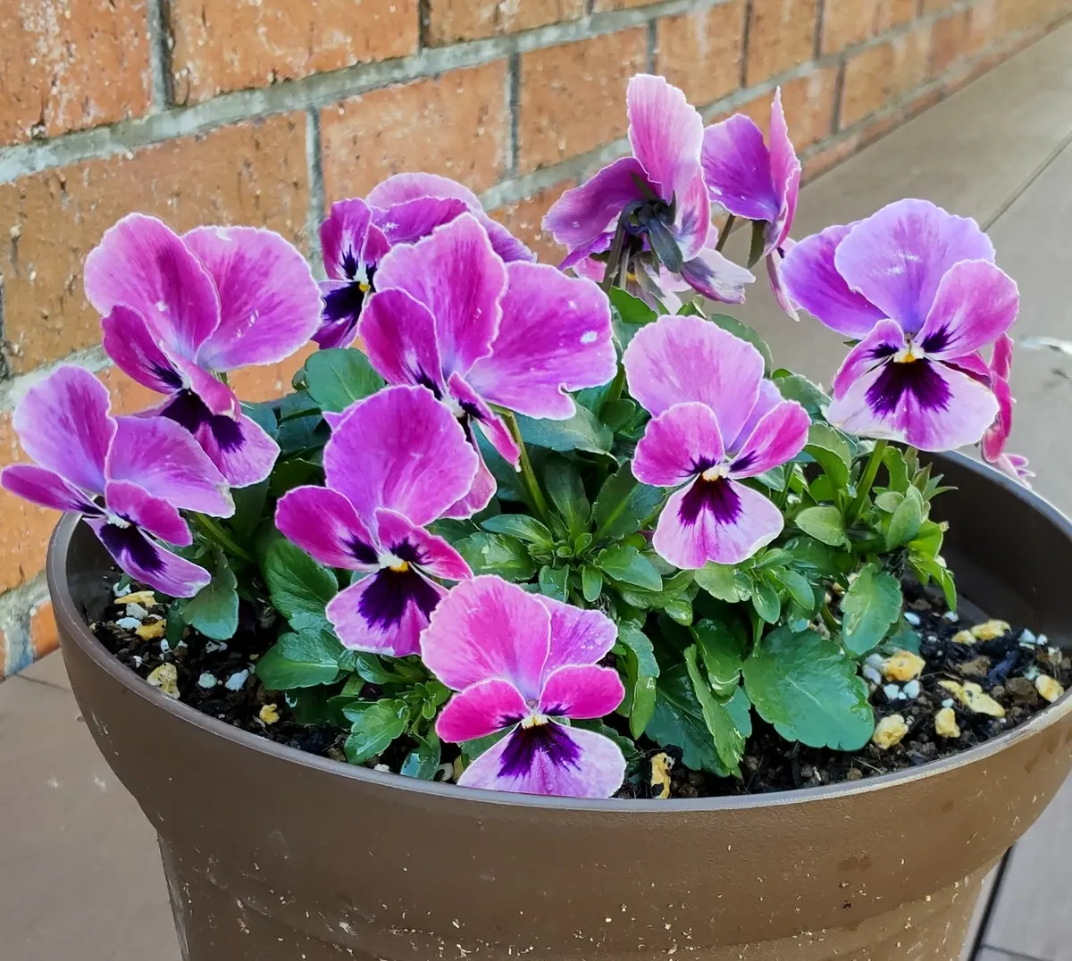 気になるパンビオ🌸｜園芸日記byゆりYO｜みんなの趣味の園芸｜898474