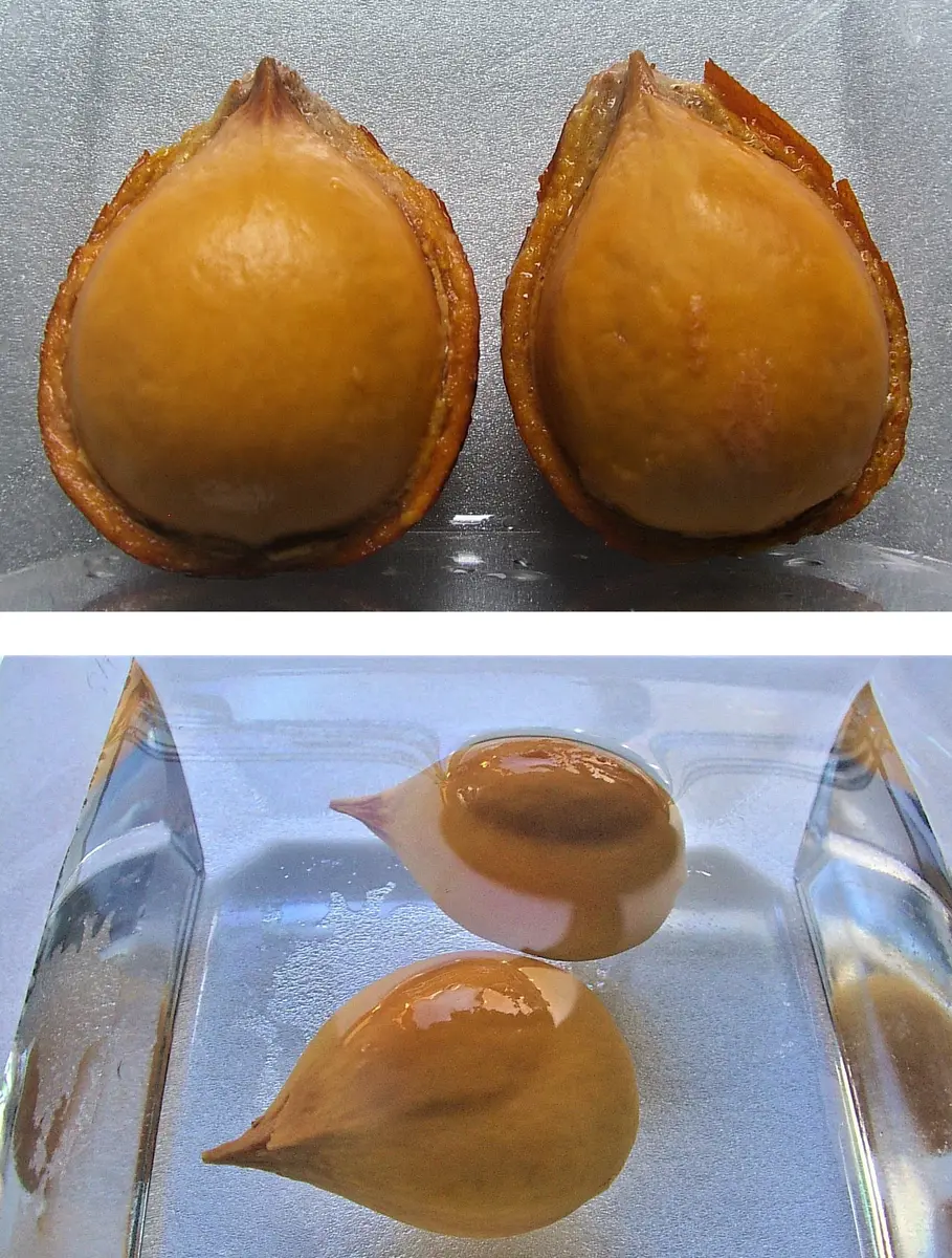 【レアソテツ】種子1粒　色々 2025年最新】ソテツ 種子の人気アイテム - メルカリ