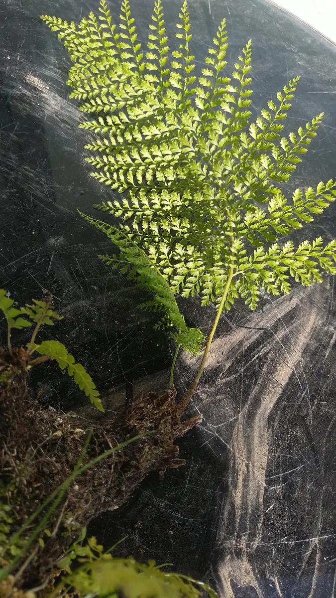 ウラジロの代わりには?繊細な葉のリョウメンシダ｜園芸日記byドブ