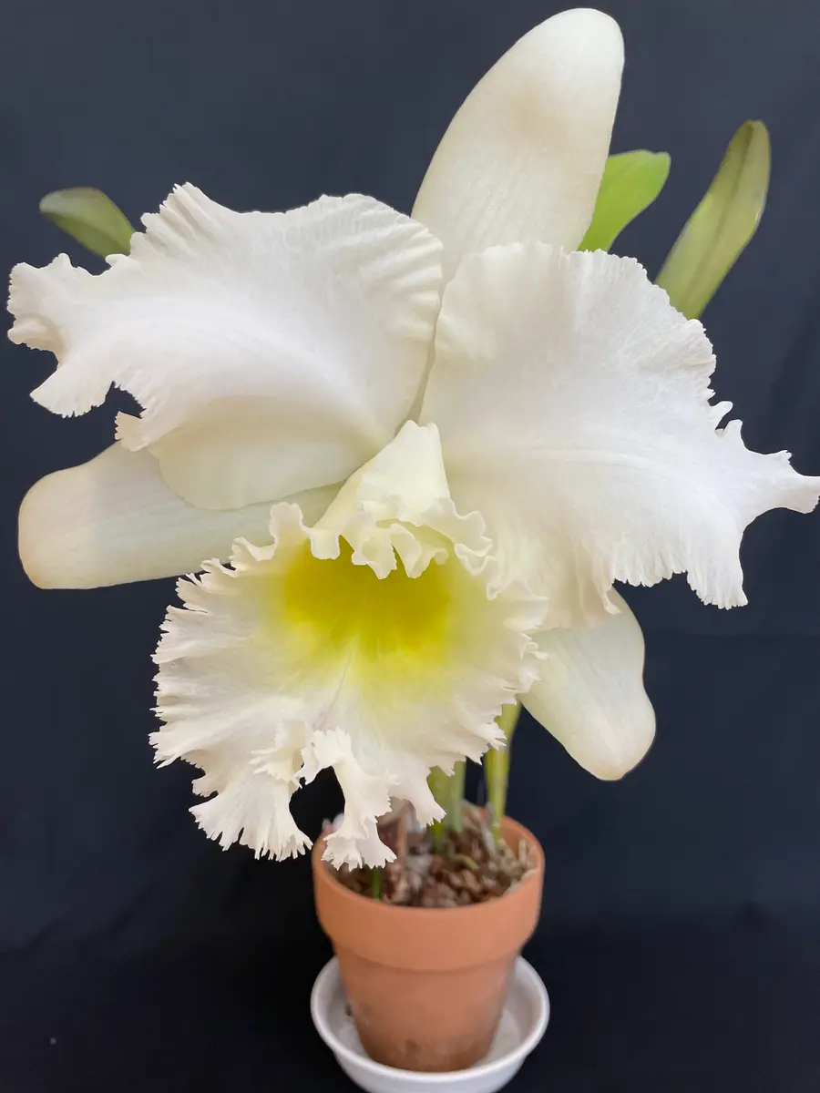 カトレア：やっと咲いて分かったこと｜園芸日記byカトレ｜みんなの趣味