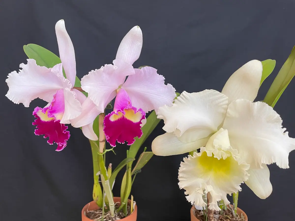 カトレア：やっと咲いて分かったこと｜園芸日記byカトレ｜みんなの趣味