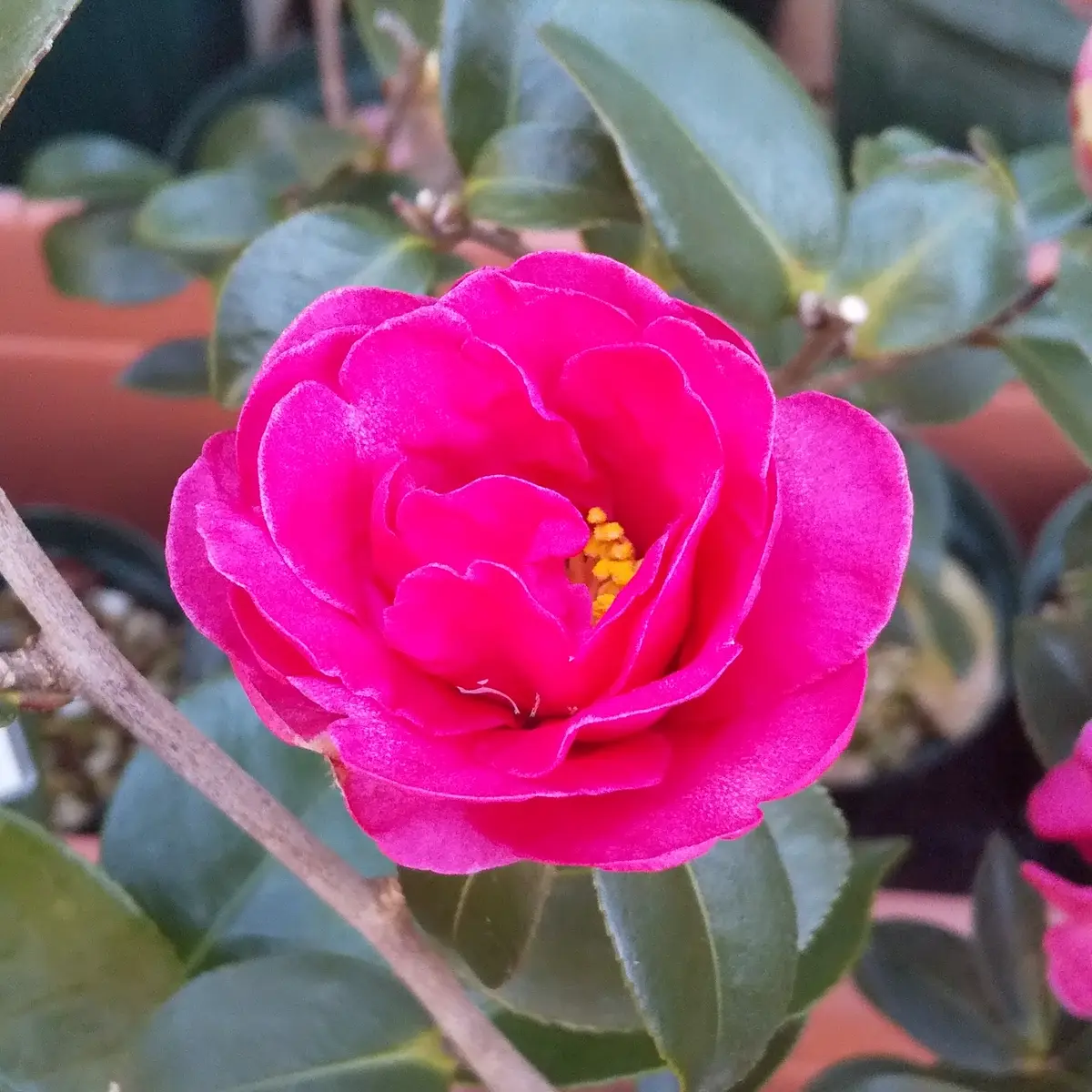 台木用サザンカの花｜園芸日記by庭の主｜みんなの趣味の園芸｜899903