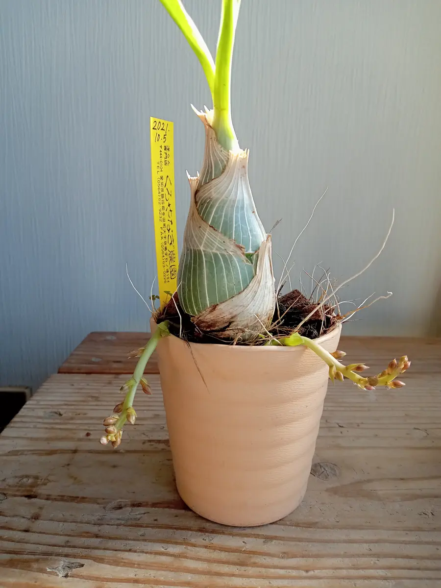 クロウェシア・グレース・ダン・チャズフォードの花芽が伸びてきました