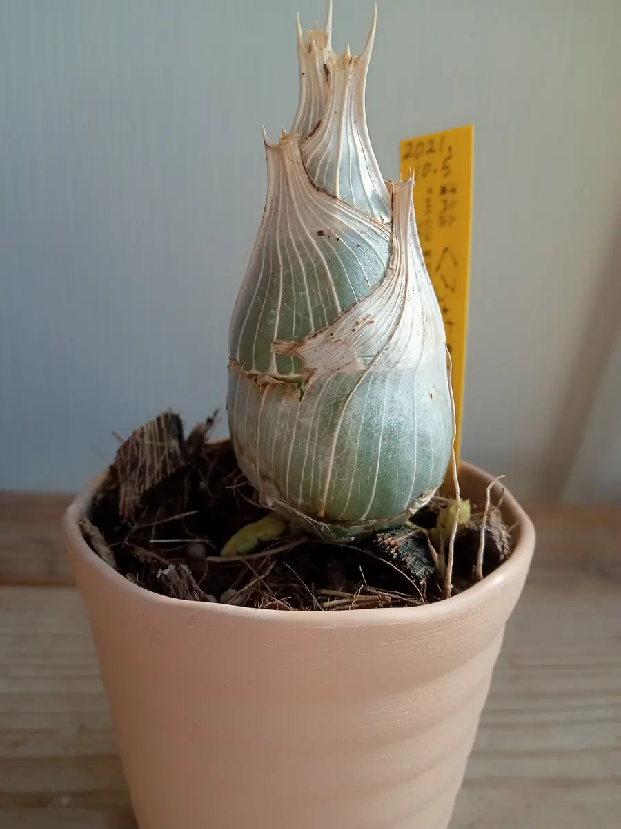 クロウェシア・グレース・ダン・チャズフォードの花芽が伸びてきました