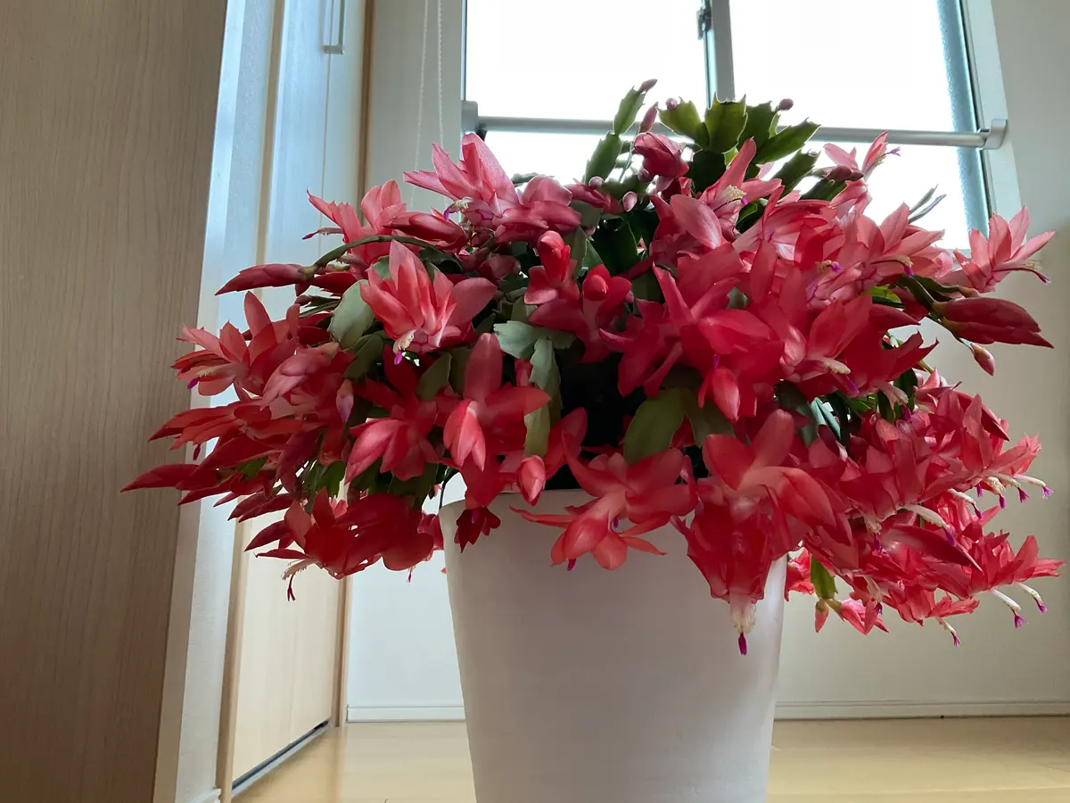 【*&*&*様確認用】デンマークカクタス　AN057＋AN100＋雅 接木 &*&*様確認用】デンマークカクタス AN057＋AN100＋雅 接木 デンマーク