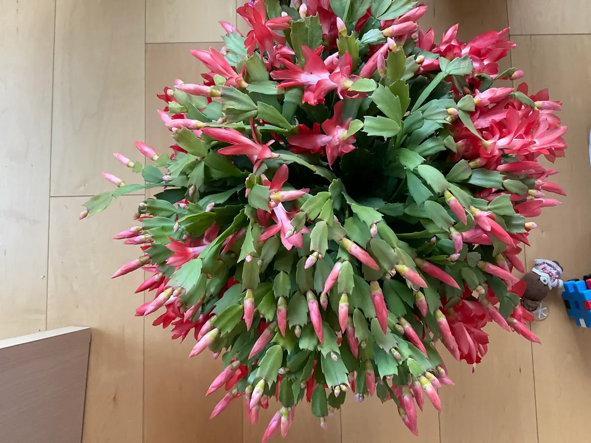 デンマークカクタス｜園芸日記byゆうりんちい｜みんなの趣味の園芸｜901210