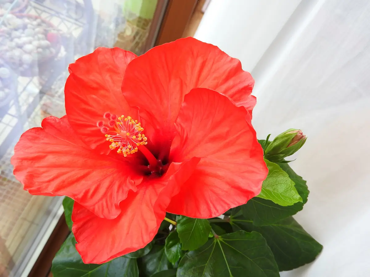 i:237]あけましてハイビスカ～ス[i:160]｜園芸日記byメイプルちゃん