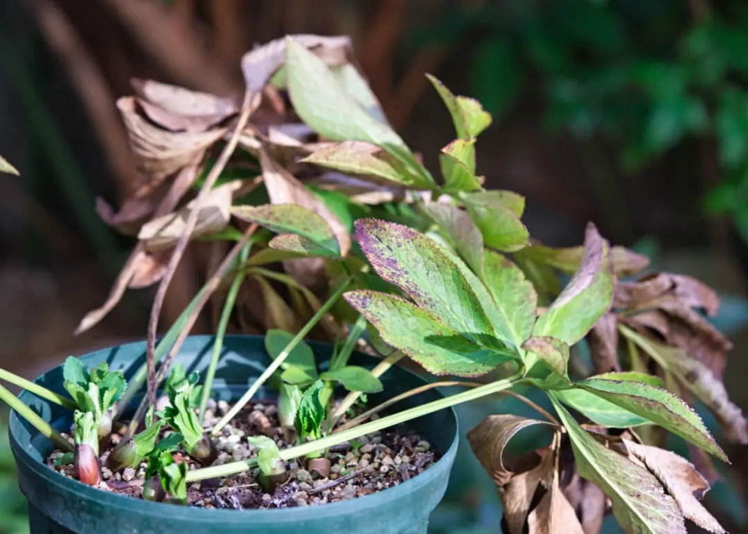 古44▪️昨々シーズン株分け 大木ナーセリー クリスマスローズ 古44▪️昨々シーズン株分け 大木ナーセリー クリスマスローズ