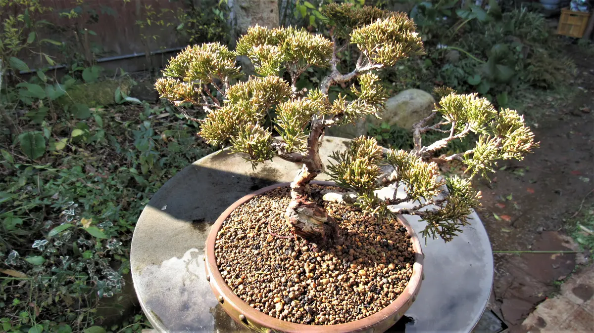 サービス盆栽]真柏素材/2鉢