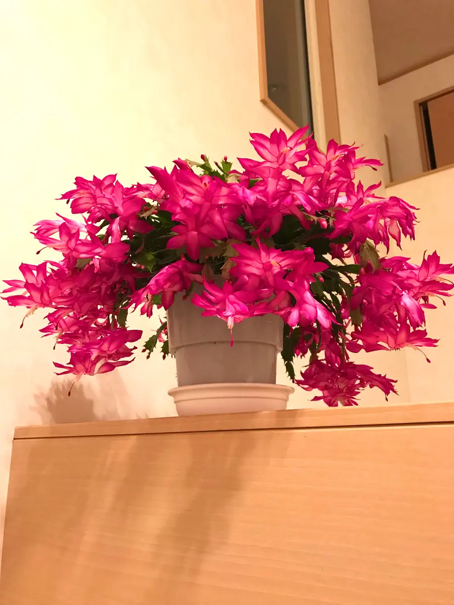 &*&*様確認用】デンマークカクタス AN057＋AN100＋雅 接木 デンマーク