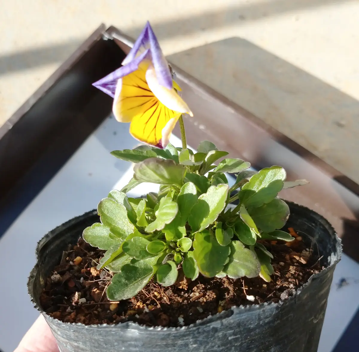 相談。大きくならない種まきビオラ｜園芸日記byfujimako｜みんなの趣味
