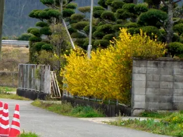 花や実を育てる飾る食べる 植物と暮らす12カ月の楽しみ方