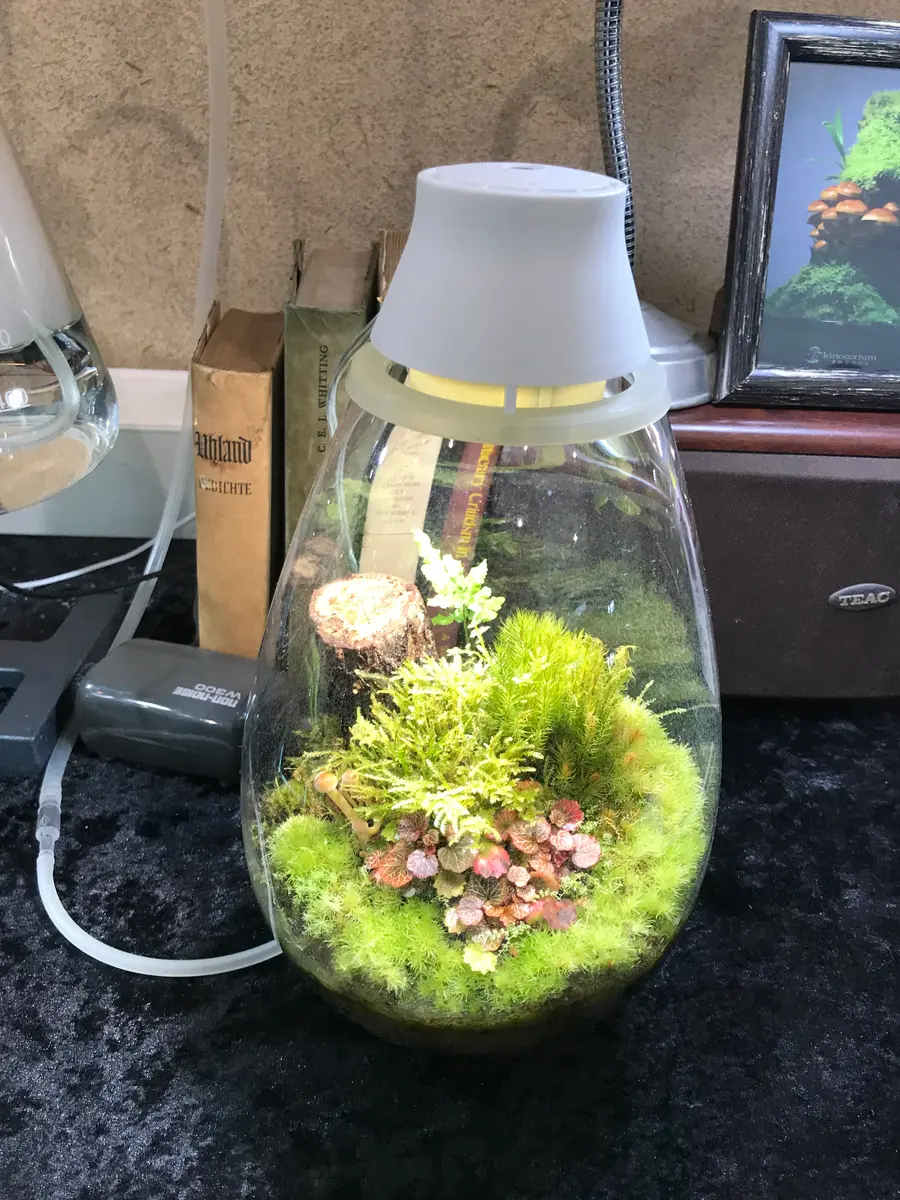 苔テラリウム｜園芸日記bykeichangarden｜みんなの趣味の園芸