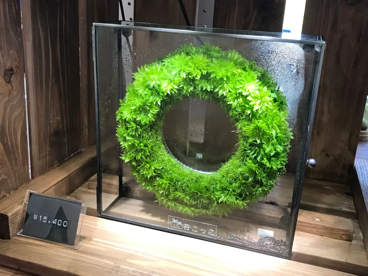 苔テラリウム｜園芸日記bykeichangarden｜みんなの趣味の園芸