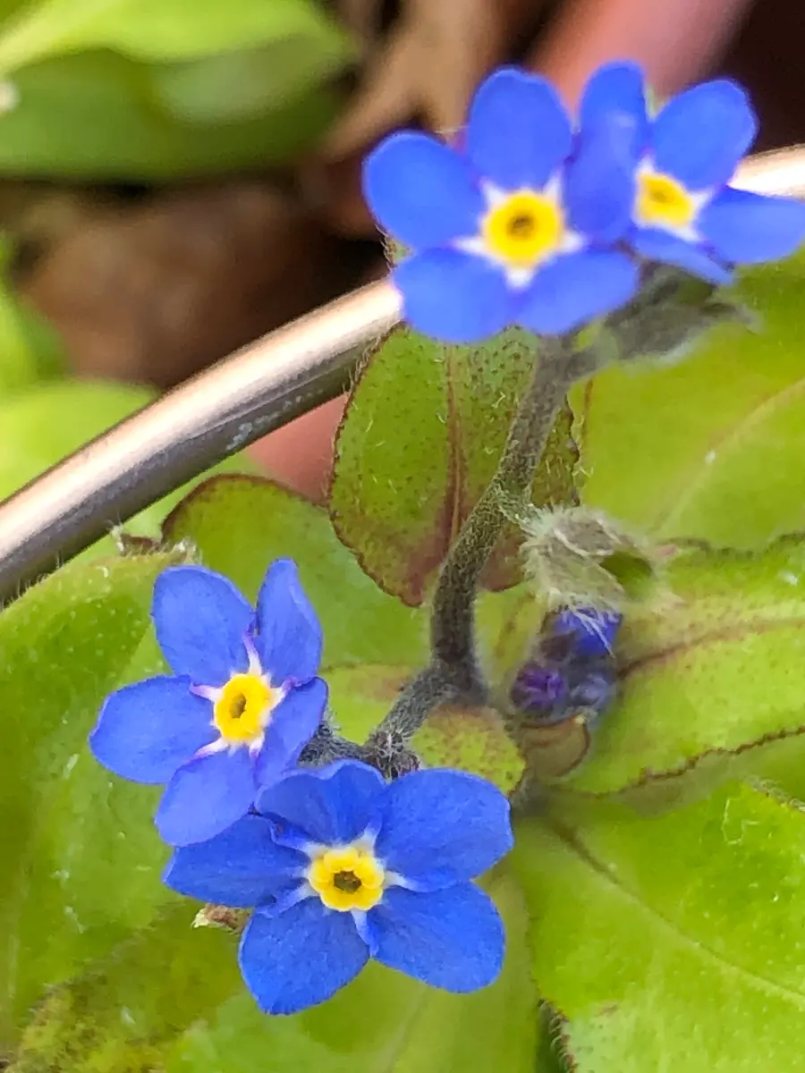 忘れな草、咲いてます。｜園芸日記byえびねっ子｜みんなの趣味の園芸